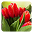 icon Tulips Live Wallpaper 3.5