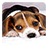 icon Puppy Live Wallpaper 3.5