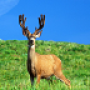 icon HD Deer Wallpapers untuk Samsung Galaxy Pop Plus S5570i