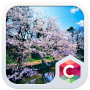 icon cherry blossoms them