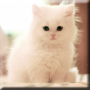 icon Cute Kittens Live Wallpaper untuk Fly Stratus 4