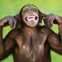 icon Talking Funny Monkey Live Wallpaper