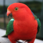 icon Talking Parrot Free LWP untuk Lenovo K5 Play
