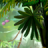 icon Luminescent Jungle 3.3.2