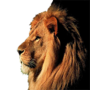 icon اصوات الحيوانات untuk oppo A37 Octa Core