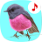icon Bird songs: Ringtones 7.2