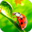 icon Ladybug Video Wallpaper HD 8.0