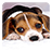 icon Puppy Live Wallpaper 3.1