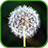 icon Dandelion Live Wallpaper 3.5