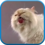 icon Cat screen licks