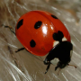 icon Ladybug - Live Wallpaper untuk Aermoo M1