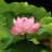 icon Lotus Flower Wallpapers 2.0.0