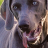 icon weimaraner wallpaper 5.00