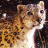 icon snow leopard wallpaper 5.00