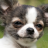 icon chihuahua puppies wallpaper 3.00