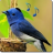 icon Bird Sounds & Ringtones 1.4