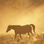 icon Horse HD Wallpapers