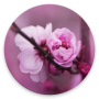 icon Cherry Blossom Wallpapers