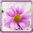 icon Gentle Flowers Live Wallpaper 15.0