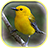 icon Bird Sounds 1.3