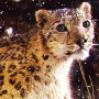 icon snow leopard wallpaper