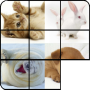 icon PuzzleCats