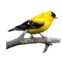 icon Bird Sounds,Calls And Ringtones