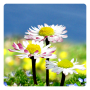 icon Daisy Flowers HD 