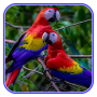 icon cute parrot wallpaper