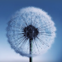 icon Dandelion Live Wallpaper untuk tecno W1