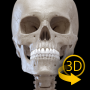 icon Skeleton | 3D Anatomy untuk Motorola Moto G5 Plus