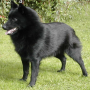 icon Schipperke Jigsaw Puzzle untuk Fly Stratus 4