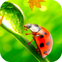 icon Ladybug Video Wallpaper HD