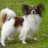 icon Papillon Dogs Jigsaw Puzzles 1.0