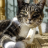 icon Pretty Cats Jigsaw Puzzles 1.0