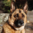 icon German Shepherds Jigsaw Puzzle 1.0