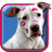 icon Pitbull Dog Live Wallpaper 6.0