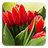 icon Tulips Live Wallpaper 3.1